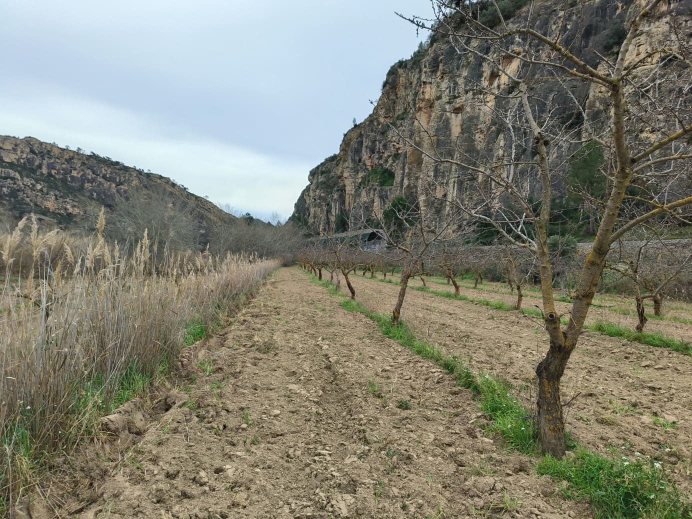 Finca/Casa di Campagna in vendita in Asco - 29.000 € (Rif: 8792996)