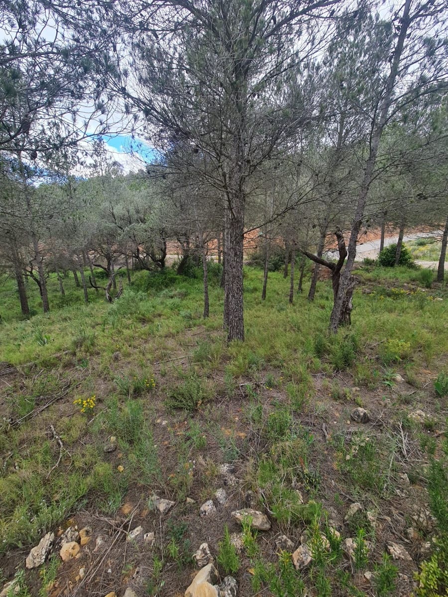 Finca/Landhuis te koop in Asco - € 12.000 (Ref: 8993913)