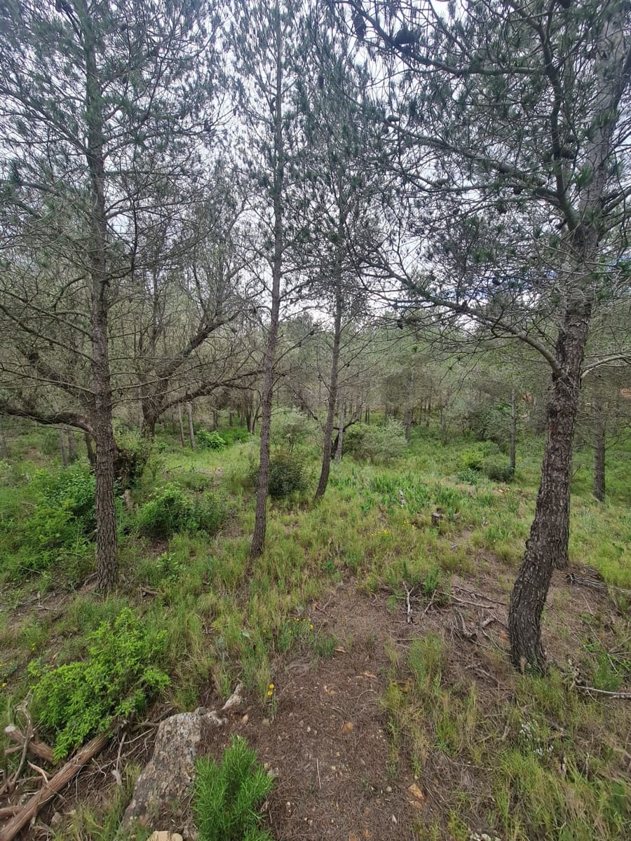 Finca/Landhuis te koop in Asco - € 12.000 (Ref: 8993913)