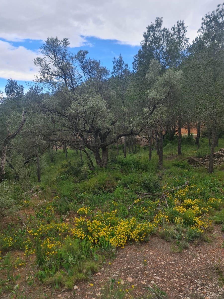 Finca/Landhuis te koop in Asco - € 12.000 (Ref: 8993913)