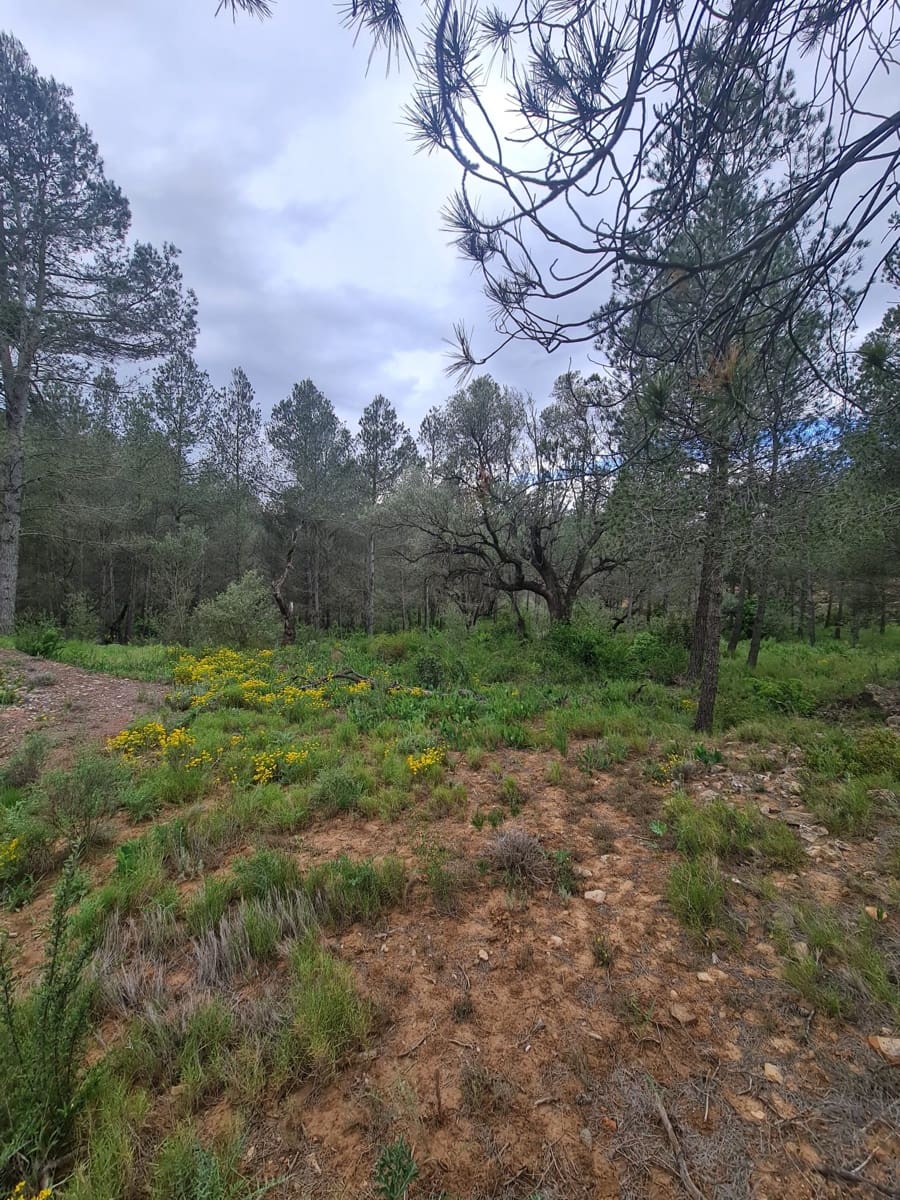 Finca/Landhuis te koop in Asco - € 12.000 (Ref: 8993913)