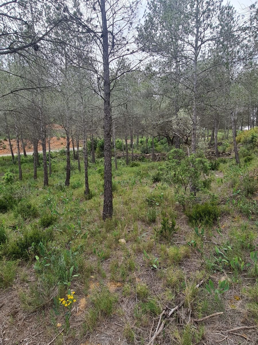 Finca/Landhuis te koop in Asco - € 12.000 (Ref: 8993913)