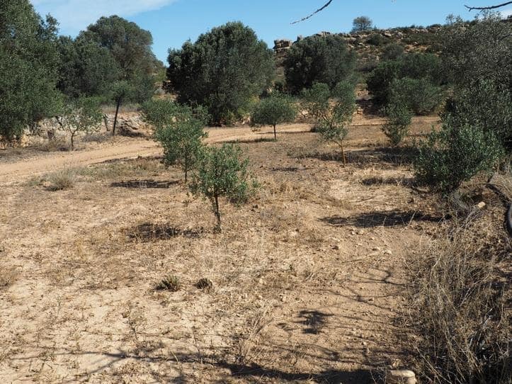 Finca/Casa di Campagna in vendita in Riba-roja d'Ebre - 29.000 € (Rif: 9034722)