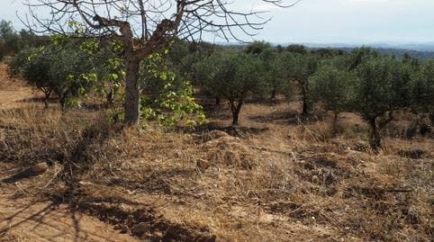 Finca/Casa di Campagna in vendita in Riba-roja d'Ebre - 29.000 € (Rif: 9034722)