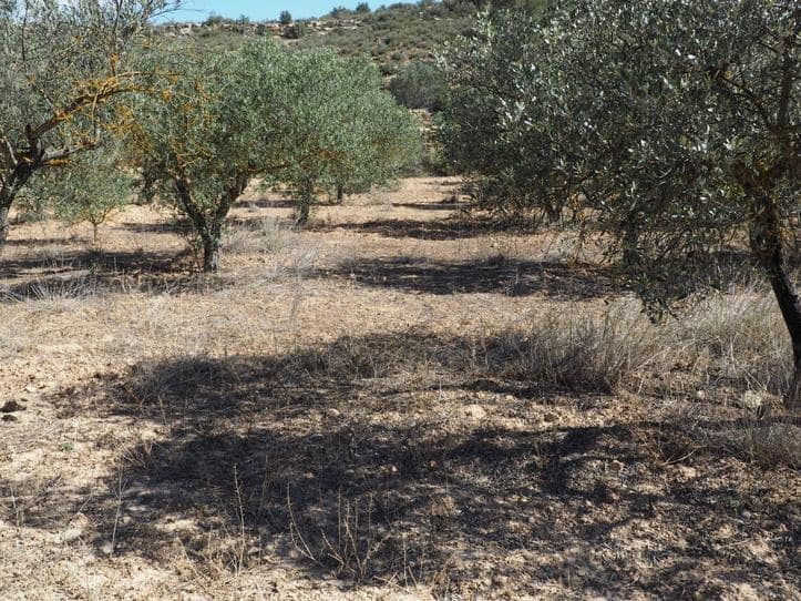 Finca/Casa di Campagna in vendita in Riba-roja d'Ebre - 29.000 € (Rif: 9034722)