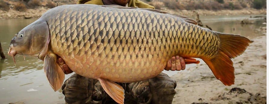 4 slaapkamer Finca/Landhuis te koop in Riba-roja d'Ebre met zwembad - € 275.000 (Ref: 9107310)