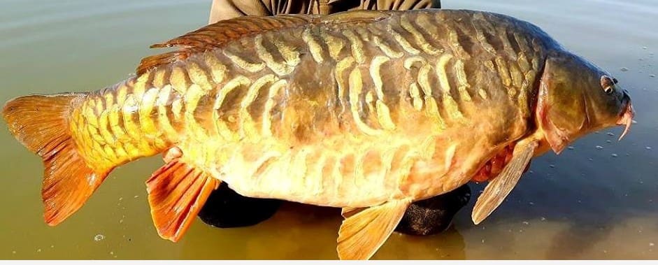 4 slaapkamer Finca/Landhuis te koop in Riba-roja d'Ebre met zwembad - € 275.000 (Ref: 9107310)