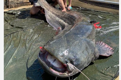 3 soveværelse Mobilhome til salg i Ginestar - € 27.500 (Ref: 9542539)