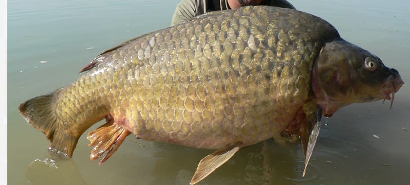 3 soveværelse Mobilhome til salg i Ginestar - € 27.500 (Ref: 9542539)