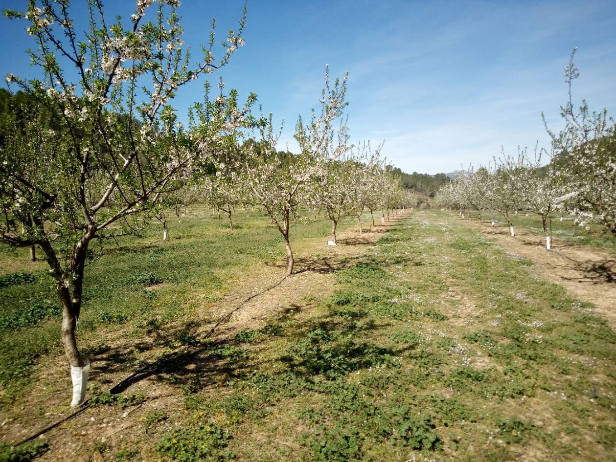 Finca/Landhuis te koop in Ginestar - € 40.000 (Ref: 9762270)