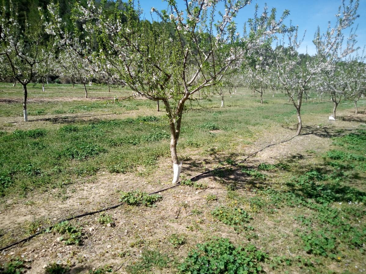 Finca/Landhuis te koop in Ginestar - € 40.000 (Ref: 9762270)