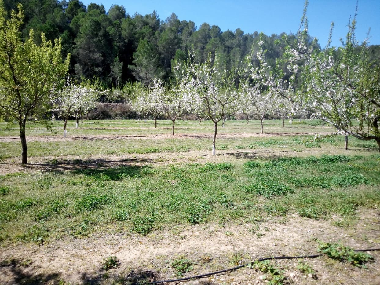 Finca/Landhuis te koop in Ginestar - € 40.000 (Ref: 9762270)