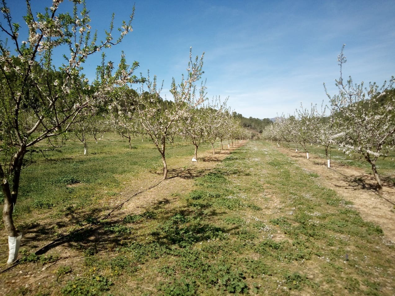 Finca/Landhuis te koop in Ginestar - € 40.000 (Ref: 9762270)