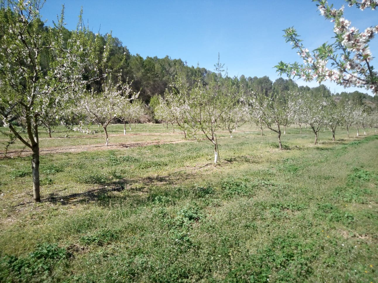 Finca/Landhuis te koop in Ginestar - € 40.000 (Ref: 9762270)