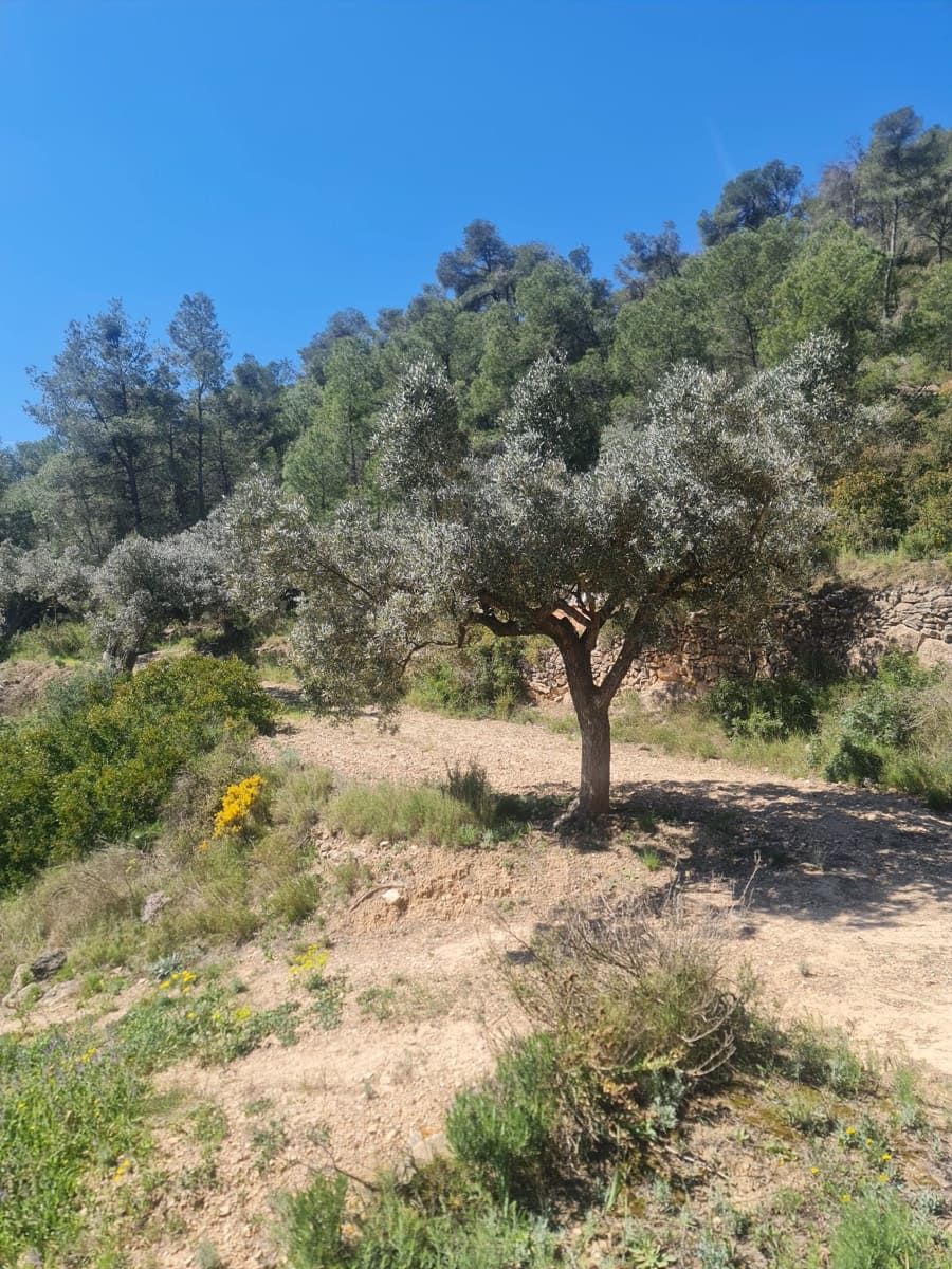 Finka/Dom wiejski na sprzedaż w Mora d'Ebre - 21 000 € (Ref: 9783844)