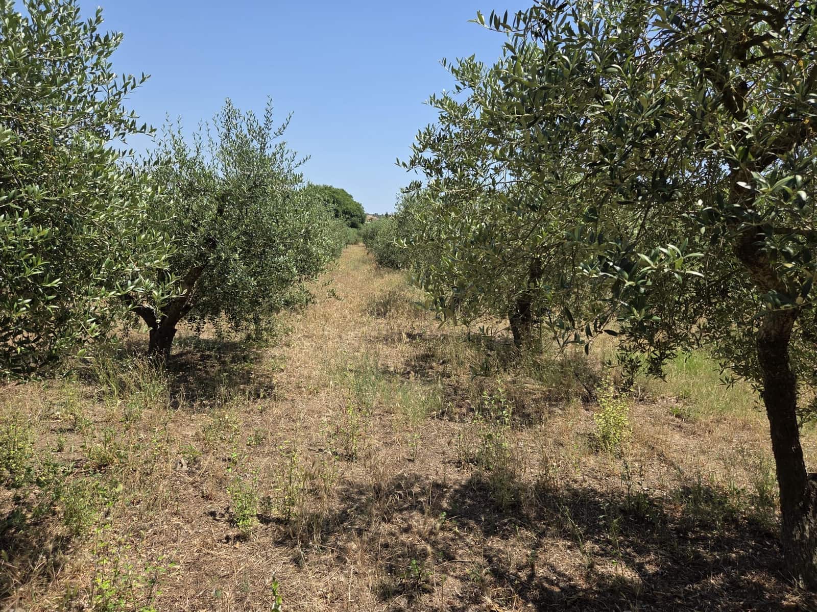 Finca/Country House for sale in Mora la Nova - € 89,000 (Ref: 9918872)