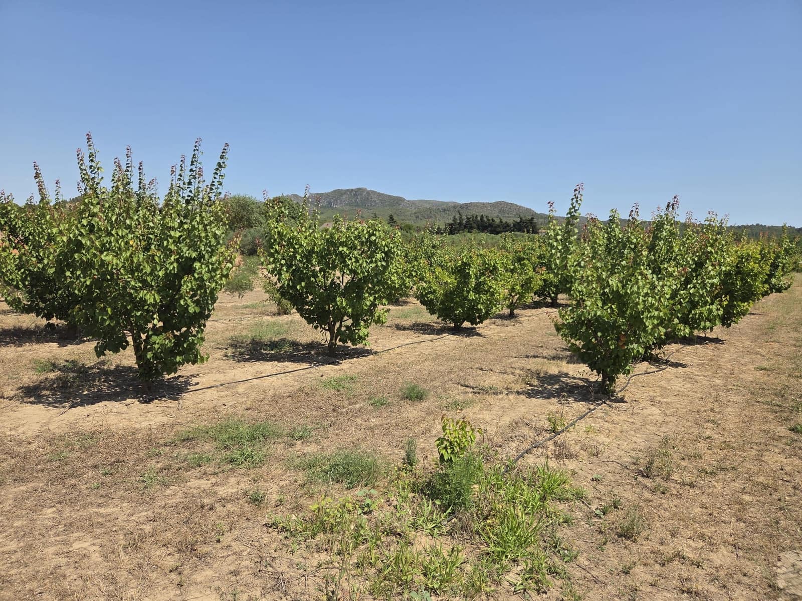Finca/Herregård til salgs i Ginestar - € 15 000 (Ref: 9938595)