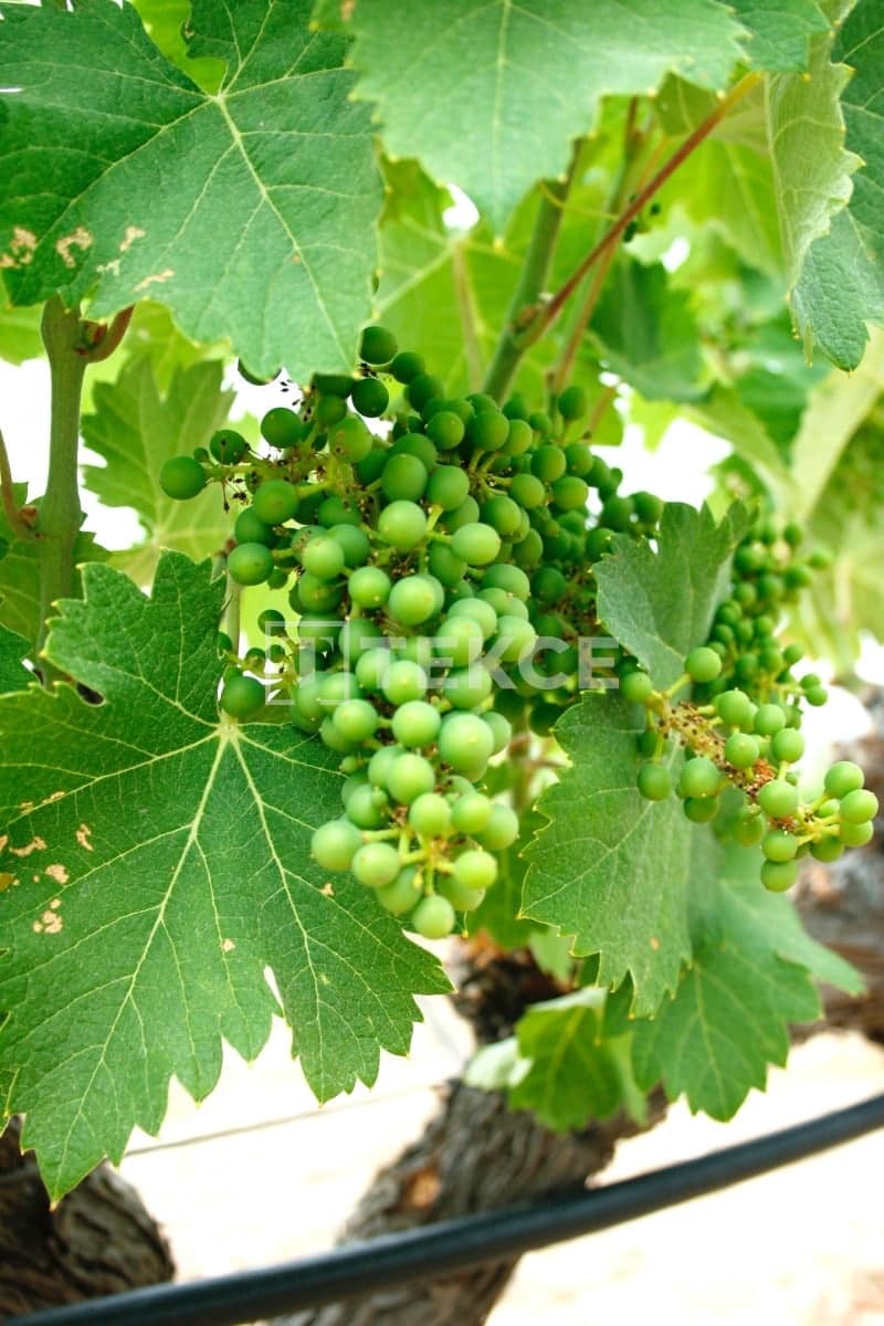 5 chambre Villa/Maison à vendre à Yecla avec piscine - 774 000 € (Ref: 8964724)