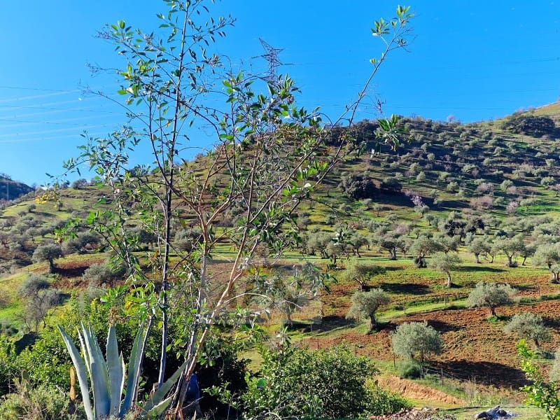 6 soveværelse Finca/Landehus til salg i Alora med swimmingpool - € 545.000 (Ref: 7519241)