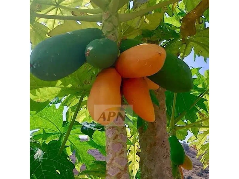 Finca/Casa Rural de 6 habitaciones en Alora en venta con piscina - 589.000 € (Ref: 7651769)