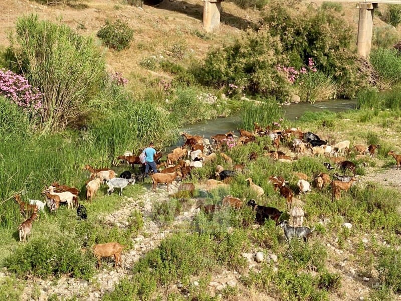 4 soverom Finca/Herregård til salgs i Alora - € 685 000 (Ref: 8532135)