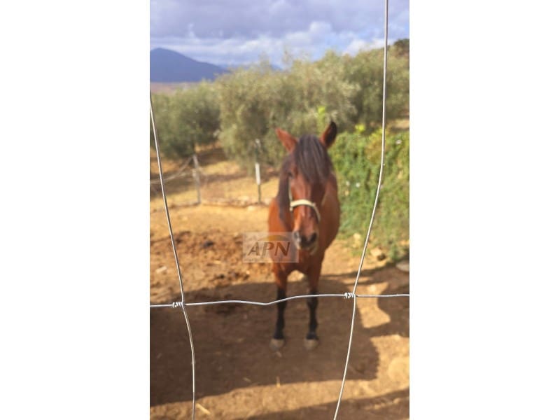 3 soveværelse Finca/Landehus til salg i Alora - € 280.000 (Ref: 8602192)