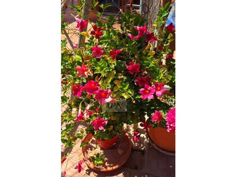 2 Zimmer Finca/Landgut zu verkaufen in Valle de Abdalajis - 236.000 € (Ref: 8862973)