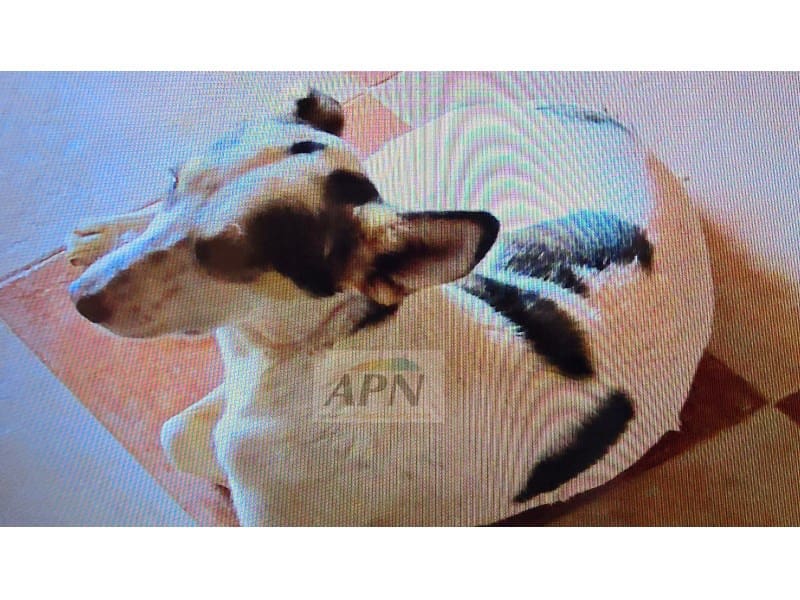 2 Zimmer Finca/Landgut zu verkaufen in Valle de Abdalajis - 236.000 € (Ref: 8862973)