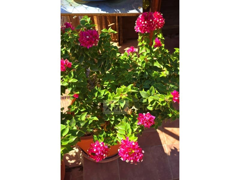 2 Zimmer Finca/Landgut zu verkaufen in Valle de Abdalajis - 236.000 € (Ref: 8862973)