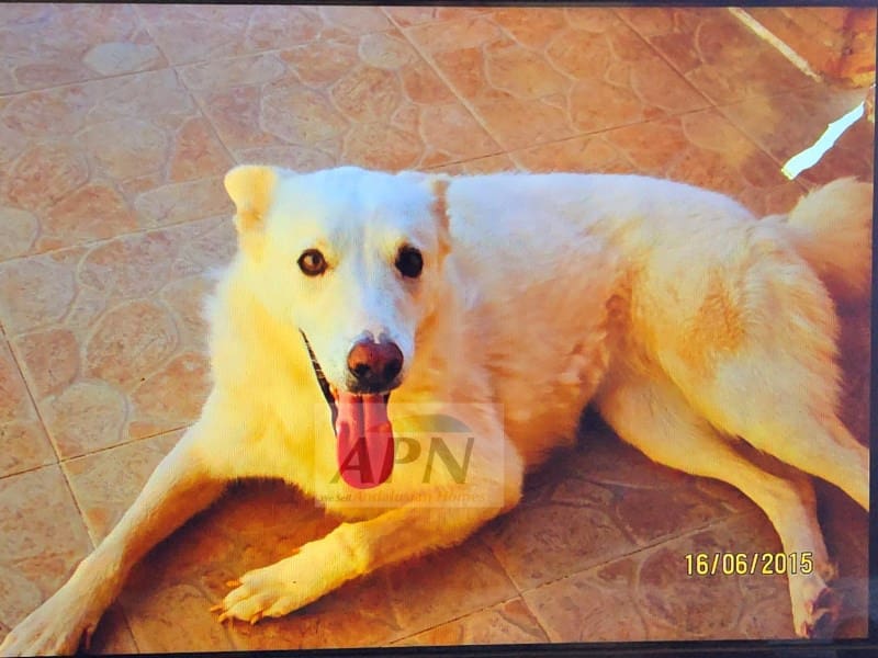 2 Zimmer Finca/Landgut zu verkaufen in Valle de Abdalajis - 236.000 € (Ref: 8862973)