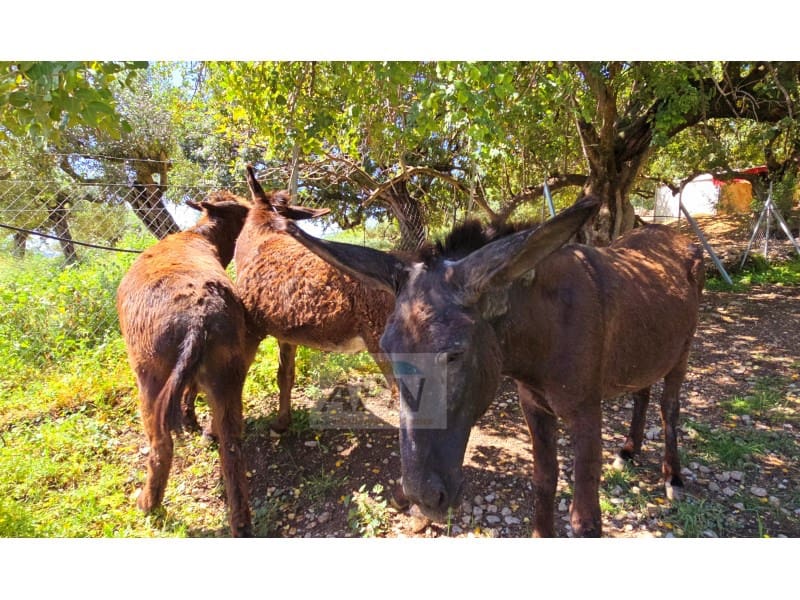 5 sovrum Finca/Hus på landet till salu i Alora med pool - 795 000 € (Ref: 8962572)