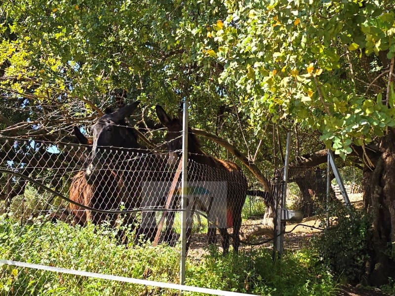 5 sovrum Finca/Hus på landet till salu i Alora med pool - 795 000 € (Ref: 8962572)