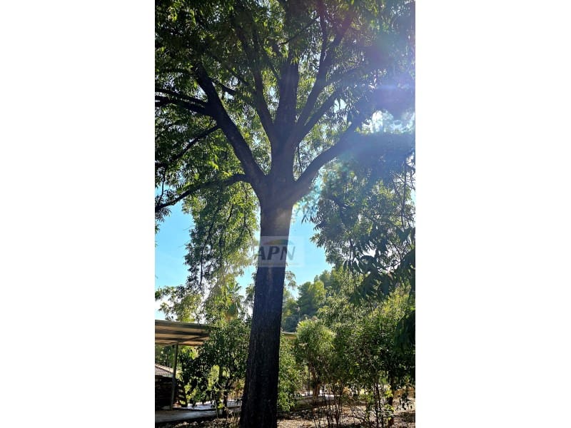 3 chambre Finca/Maison de Campagne à vendre à Alora avec piscine - 370 000 € (Ref: 9231011)