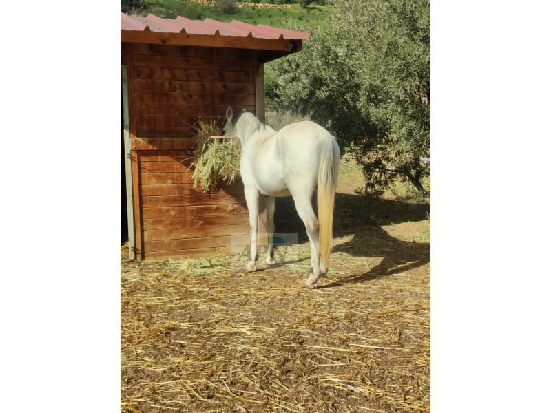 2 soverom Finca/Herregård til salgs i Villanueva de la Concepcion - € 270 000 (Ref: 9353438)