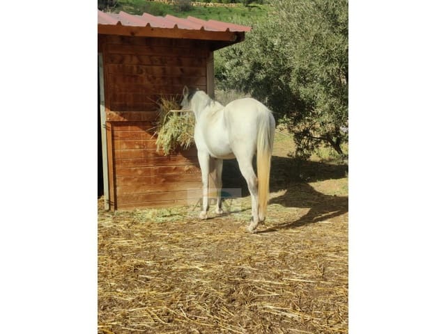 2 soverom Finca/Herregård til salgs i Villanueva de la Concepcion - € 270 000 (Ref: 9353438)