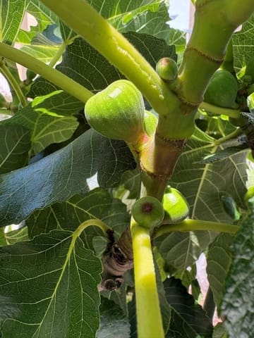 3 bedroom Townhouse for sale in La Siesta, Torrevieja with pool - € 429,000 (Ref: 10027493)