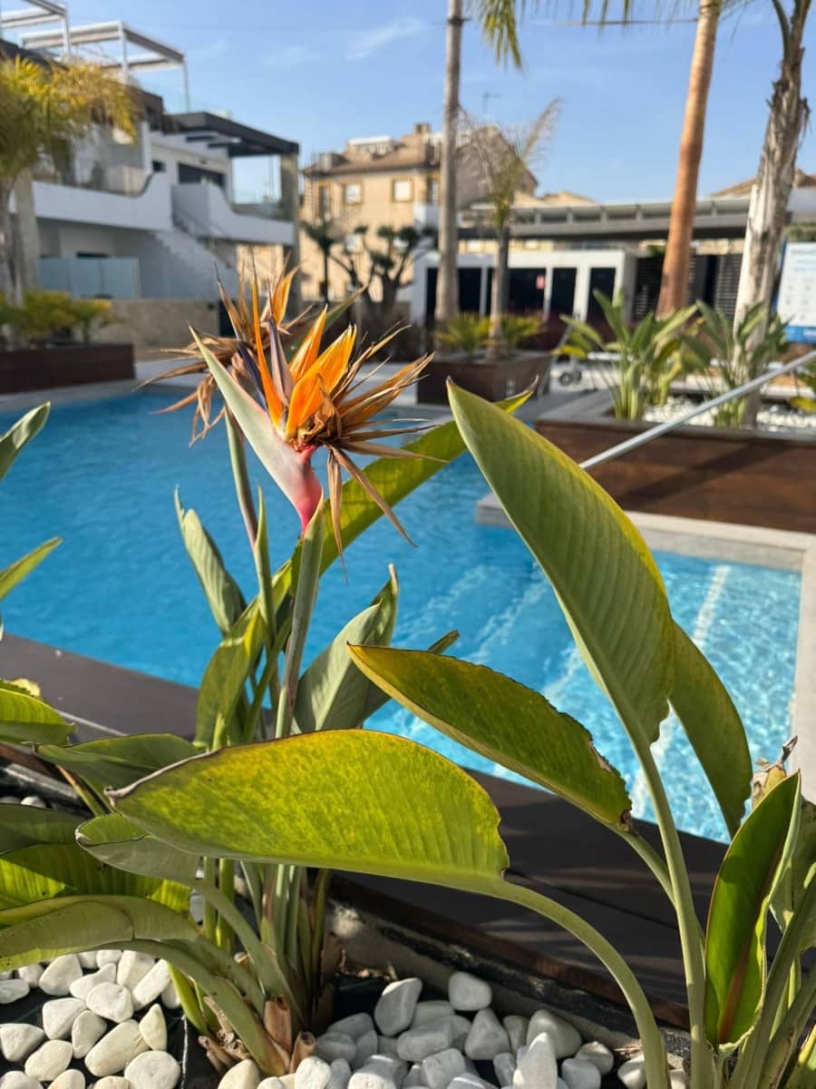 Apartamento de 3 habitaciones en Orihuela Costa en venta - 360.000 € (Ref: 10106917)