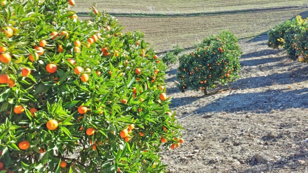 6 sovrum Finca/Hus på landet till salu i Casarabonela med pool garage - 5 300 000 € (Ref: 10128259)
