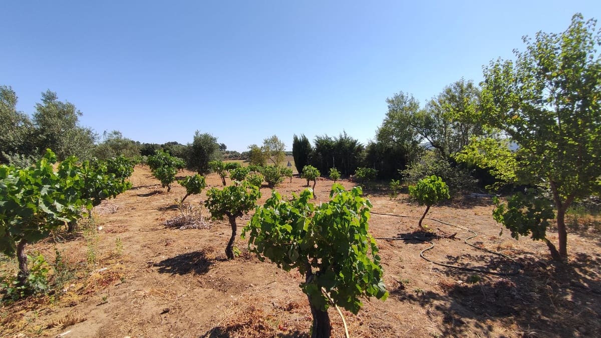 4 Zimmer Finca/Landgut zu verkaufen in Ronda - 477.500 € (Ref: 10128418)