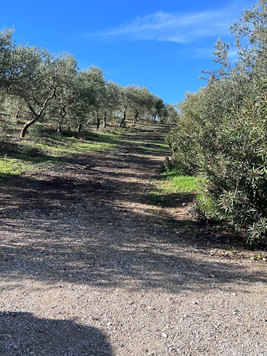 6 quarto Quinta/Casa Rural para venda em Ronda com piscina garagem - 2 900 000 € (Ref: 10128652)