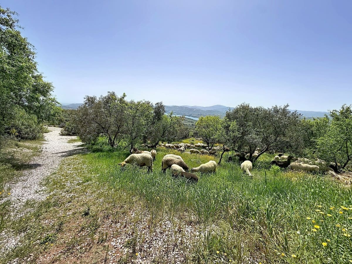8 soverom Villa til salgs i Alcaucin med svømmebasseng garasje - € 1 250 000 (Ref: 10128671)