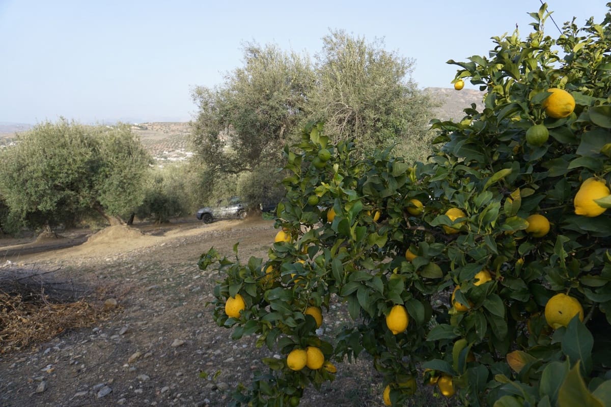 Finca/Casa Rural de 3 habitaciones en Alcaucín en venta con garaje - 375.000 € (Ref: 10128701)