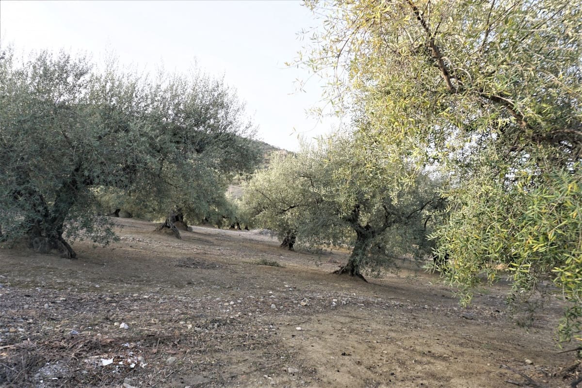 Finca/Casa Rural de 3 habitaciones en Alcaucín en venta con garaje - 375.000 € (Ref: 10128701)