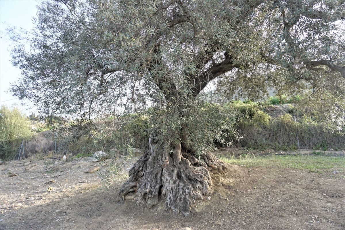 Finca/Casa Rural de 3 habitaciones en Alcaucín en venta con garaje - 375.000 € (Ref: 10128701)