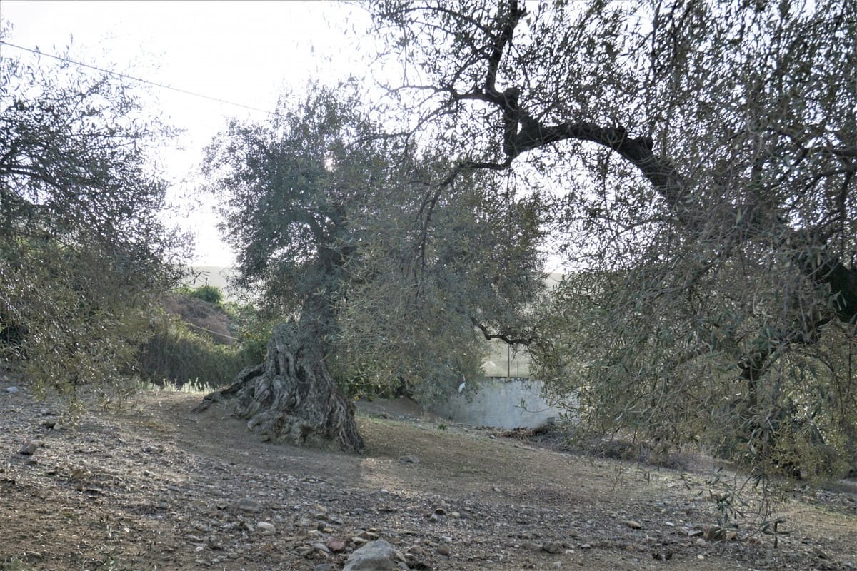 Finca/Casa Rural de 3 habitaciones en Alcaucín en venta con garaje - 375.000 € (Ref: 10128701)