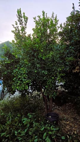 Finca/Casa Rural de 4 habitaciones en Ojen en venta con piscina garaje - 540.000 € (Ref: 10134345)