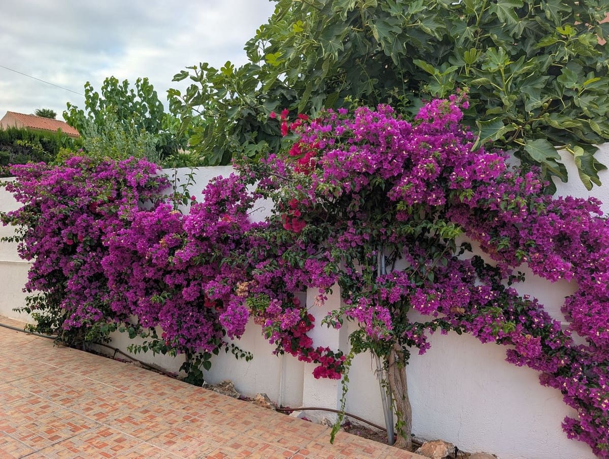 5 sypialnia Willa na sprzedaż w San Vicente / Sant Vicent del Raspeig z basenem garażem - 590 000 € (Ref: 10137213)