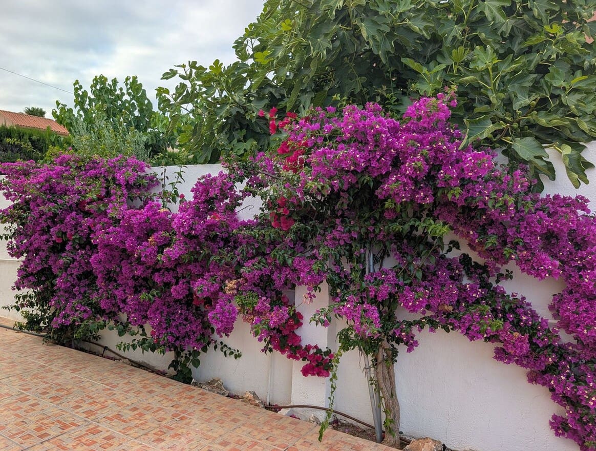 5 soveværelse Villa til salg i San Vicente / Sant Vicent del Raspeig med swimmingpool garage - € 590.000 (Ref: 10172548)