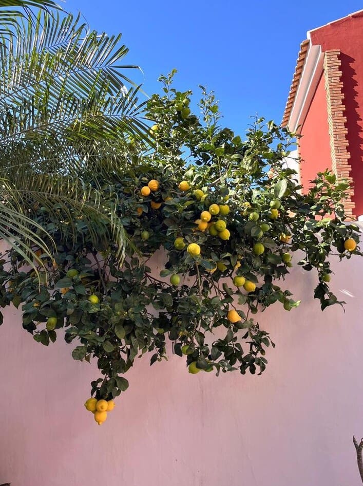 4 bedroom Semi-detached Villa for sale in Torre de la Horadada with garage - € 430,000 (Ref: 10172659)