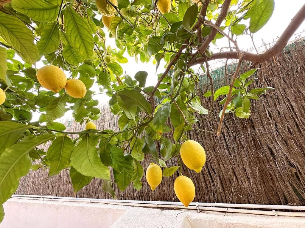 3 bedroom Villa for sale in Gea y Truyols - € 315,000 (Ref: 9513818)